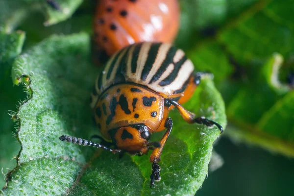 Crop Pest Colorado Potato Beetle Sits Leaves Potatoes — Stock Photo, Image