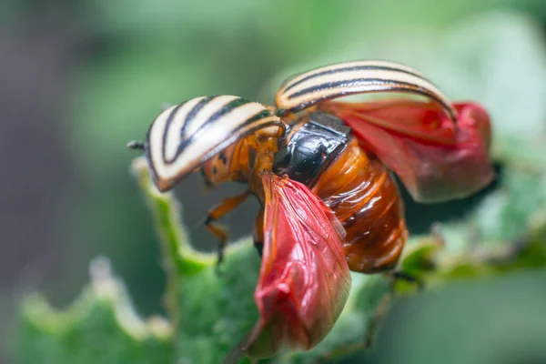 Plaga Cultivos Escarabajo Patata Colorado Extiende Sus Alas Antes Del — Foto de Stock