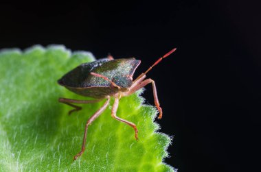 Böcek yeşil ağaç kalkanı Palomena prasina yaprağın üzerinde oturur..