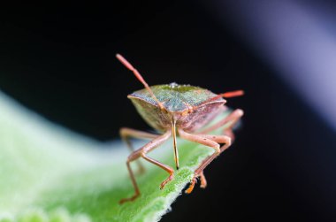 Böcek yeşil ağaç kalkanı Palomena prasina yaprağın üzerinde oturur..