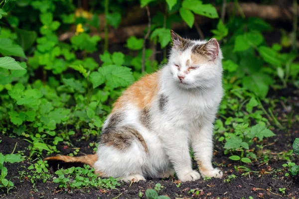 Abandoned stray cat with sore eyes and ears.