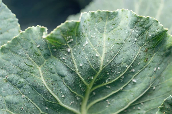 Whitefly Aleyrodes proletella agricultural pest on cabbage leaf. — Stock Image Whitefly Aleyrodes Proletella Agricultural Pest Cabbage Leaf Stock Picture