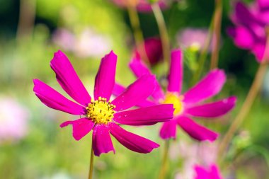 Güzel pembe kozmos çiçekleri yaz bahçesinde açar..