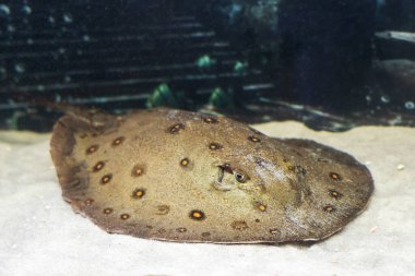 Stingray motorlu Potamotrygon motorlu bir akvaryumda kumlu bir zeminde.