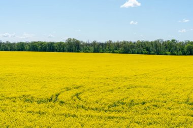 Renkli sarı bahar kolza tohumu tarlası güneşli bir günde güzel mavi gökyüzü.