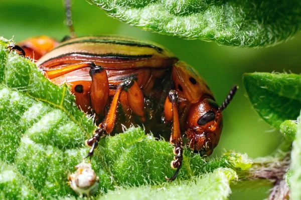 Crop pest, the Colorado potato beetle sits on the leaves of potatoes.