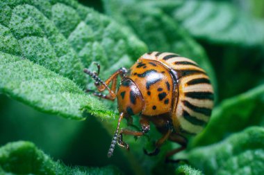 Ürün haşeresi, Colorado patates böceği patates yapraklarının üzerinde oturur..