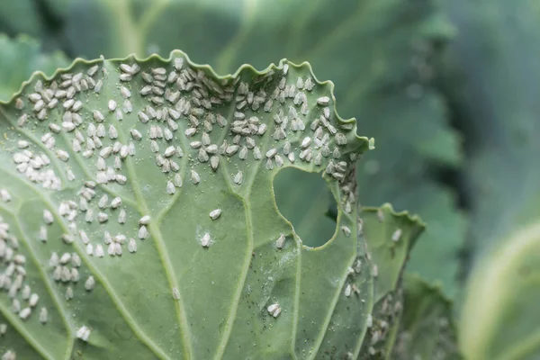 Whitefly Aleyrodes proletella tarımsal veba lahana yaprağı üzerinde.