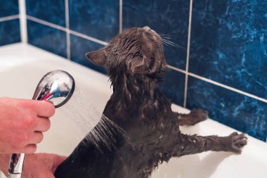 Banyoda gri bir kedi yıkıyor..