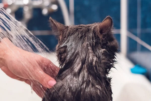 Bañar Gato Gris Baño — Foto de Stock