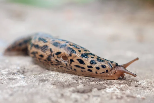 Slug Slowly Creeps Ground Close — Stock Photo, Image