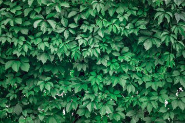 Yaban üzümlerinin yeşil yapraklarının arka planı, dokusu.