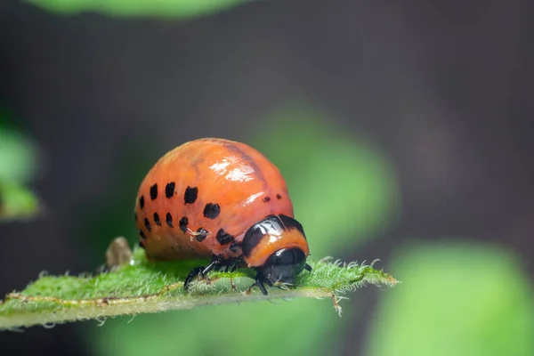 Colorado Potato Beetle Larvae Eats Potato Leaves Damaging Agriculture — Stock Photo, Image