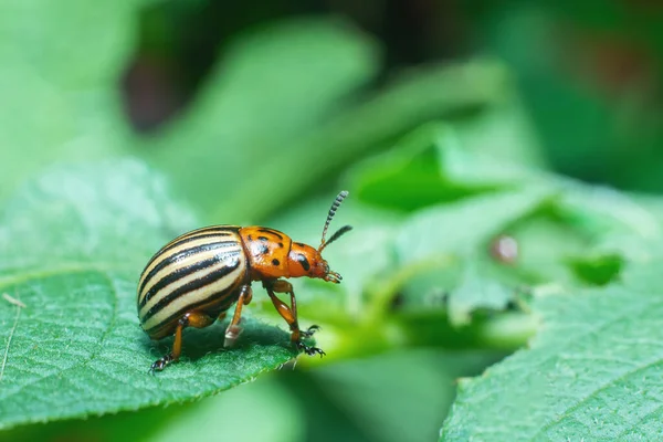 Crop Pest Colorado Potato Beetle Sits Leaves Potatoes — Stock Photo, Image