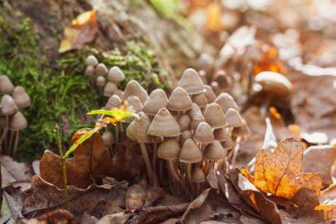 Psilocybe Bohemica mushrooms in the autumn forest among fallen leaves. clipart