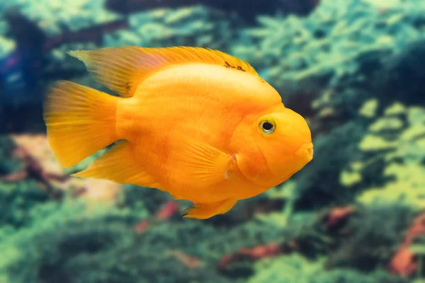 Beautiful Parrot Fish Swims Aquarium — Stock Photo, Image