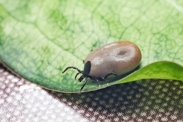 Parásito Peligroso Ácaro Portador Infección Sentado Sobre Una Hoja Verde — Foto de Stock