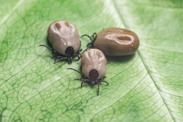 Parasite Dangereux Acarien Vecteur Infection Assis Sur Une Feuille Verte — Photo