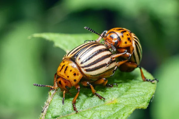 Crop pest, the Colorado potato beetle sits on the leaves of potatoes.