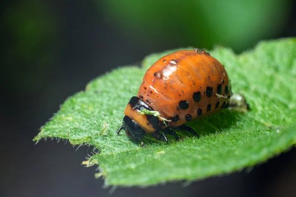 Larvas Del Escarabajo Patata Colorado Comen Hojas Patata Dañando Agricultura — Foto de Stock