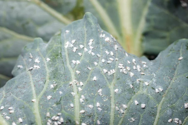 Whitefly Aleyrodes Пролетаріат Сільськогосподарського Шкідника Капустяному Листі — стокове фото