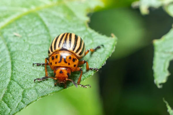 Crop Pest Colorado Aardappel Kever Zit Bladeren Van Aardappelen — Stockfoto