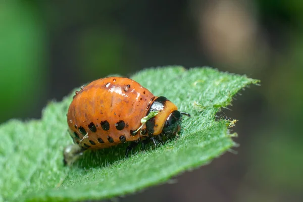 Colorado Potato Beetle Larvae Eats Potato Leaves Damaging Agriculture — Stock Photo, Image