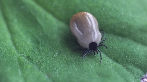 Dangerous Parasite Infection Carrier Mite Sitting Green Leaf — Stock Video