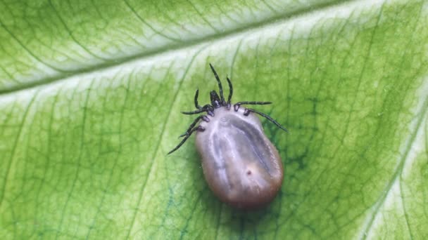 Dangerous Parasite Infection Carrier Mite Sitting Green Leaf — Stock Video