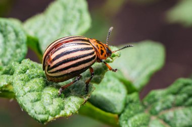 Ürün haşeresi, Colorado patates böceği patates yapraklarının üzerinde oturur..