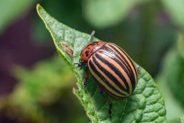 Crop pest, the Colorado potato beetle sits on the leaves of potatoes.