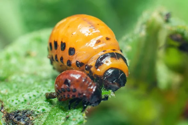 Colorado Potato Beetle Larvae Eats Potato Leaves Damaging Agriculture — Stock Photo, Image