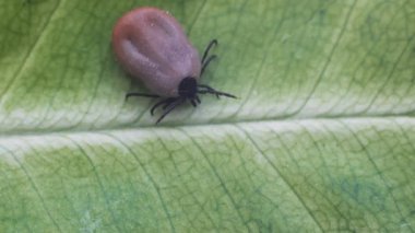 Tehlikeli bir parazit ve enfeksiyon taşıyıcı mayt yeşil bir yaprağın üzerinde oturuyor.