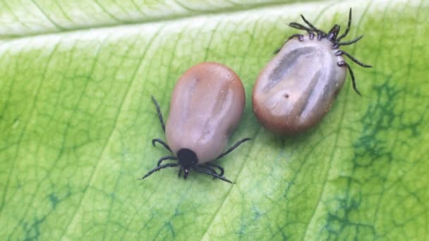 Dangerous Parasite Infection Carrier Mite Sitting Green Leaf — Stock Video