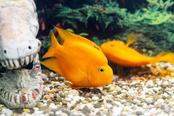 Beaux Poissons Perroquets Nagent Dans Aquarium — Photo