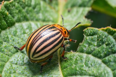 Ürün haşeresi, Colorado patates böceği patates yapraklarının üzerinde oturur..