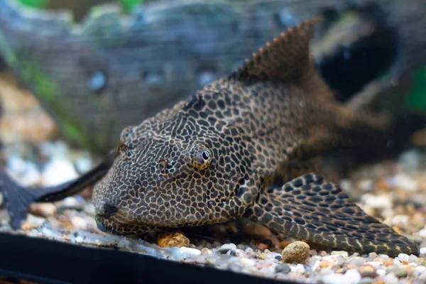 Bagres Pegados Ancistrus Dolichopterus Nada Acuario — Foto de Stock