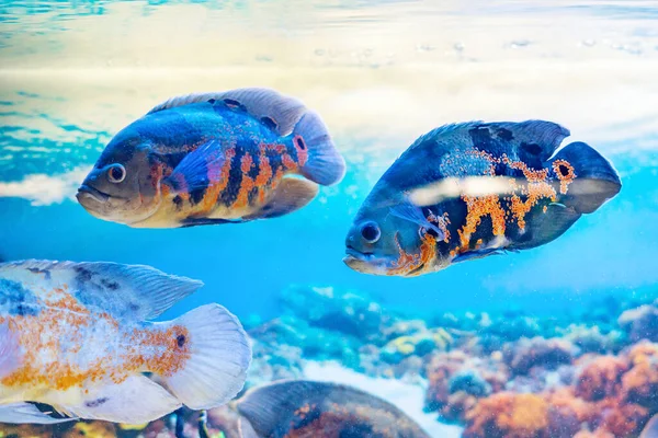 Astronotus Ocellatus Est Poisson Aquarium Populaire Dans Famille Des Cichlidés — Photo