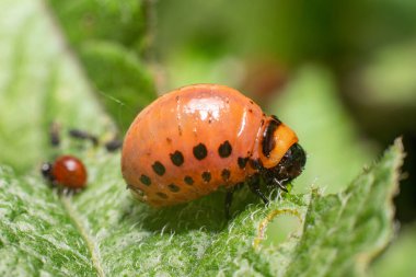 Colorado patates böceği larvaları patates yaprakları yer ve tarıma zarar verir..
