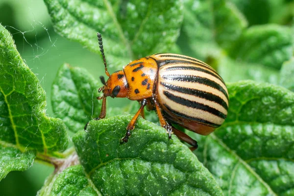 Crop Pest Colorado Potato Beetle Sits Leaves Potatoes — Stock Photo, Image