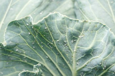 Whitefly Aleyrodes proletella tarımsal veba lahana yaprağı üzerinde.