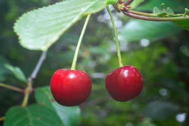 Bahçedeki ağaçta asılı duran olgun kırmızı kirazlar..