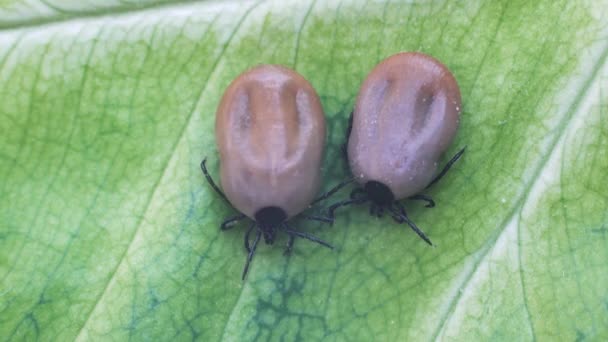 Dangerous Parasite Infection Carrier Mite Sitting Green Leaf — Stock Video