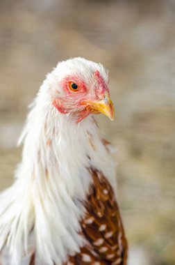 Tavuk çiftliğinde bir tavuk portresi..