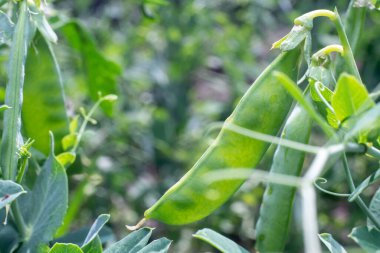 Bahçede yeşil bezelye kabukları yetişiyor..
