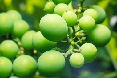 Üzümlü, yeşil üzümlü. Yaklaş..