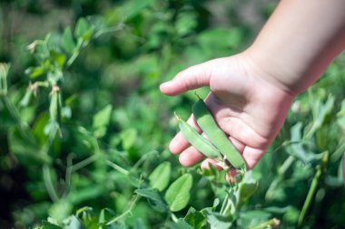 Çocuğun eli bahçede yeşil bezelye kabuğunu tutuyor..