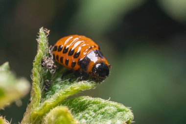 Colorado patates böceği larvaları patates yaprakları yer ve tarıma zarar verir..