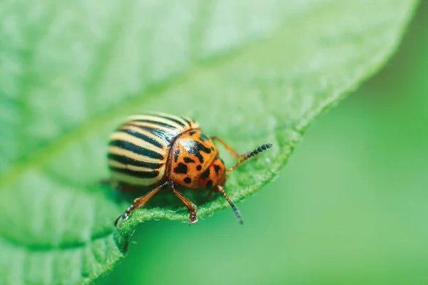 Crop Pest Colorado Burgonyabogár Levelek Burgonya — Stock Fotó