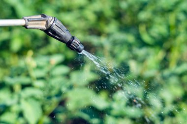 Patatesleri Colorado patates böceğine zehir püskürtmek..